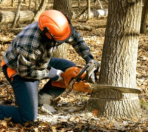 Tree Removal in Elm Mott, TX